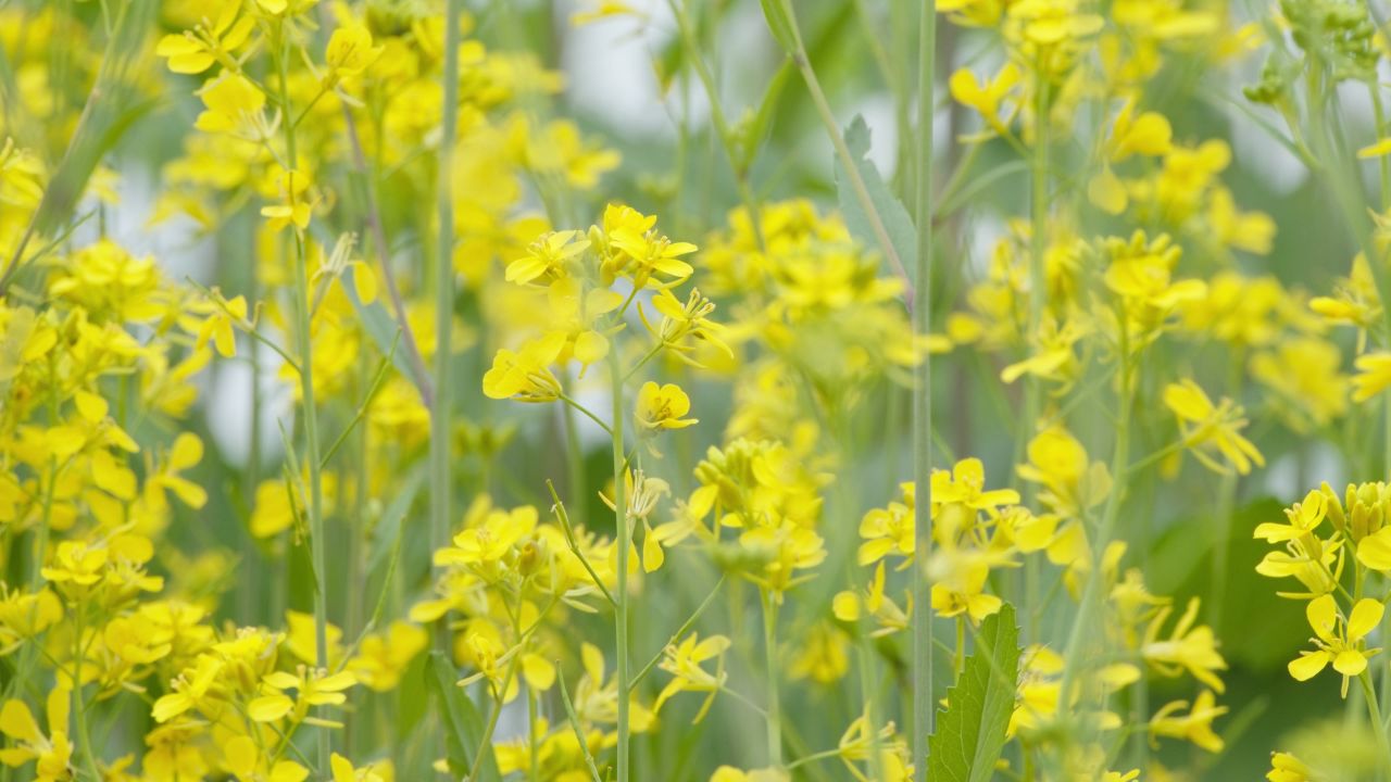 春天农村油菜花海蜜蜂采蜜 38
