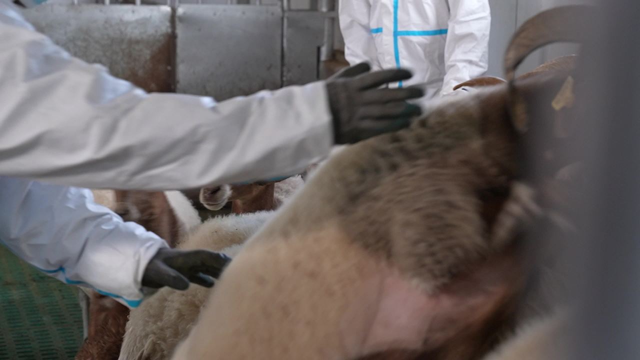 山羊养殖防疫工作