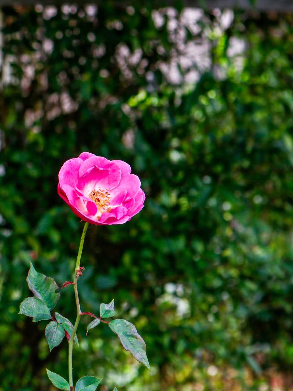 玫瑰果油罗莎花卉花园