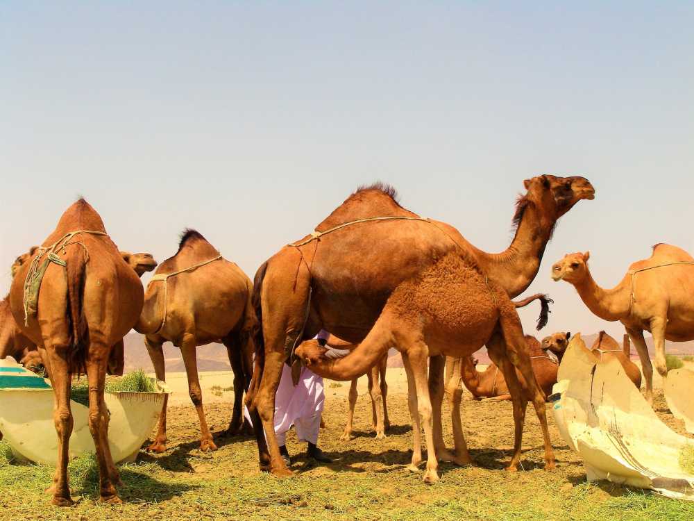 骆驼动物沙漠打开
