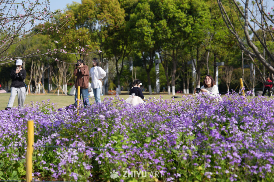 紫花盛开的春日公园