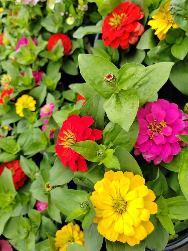 节节花