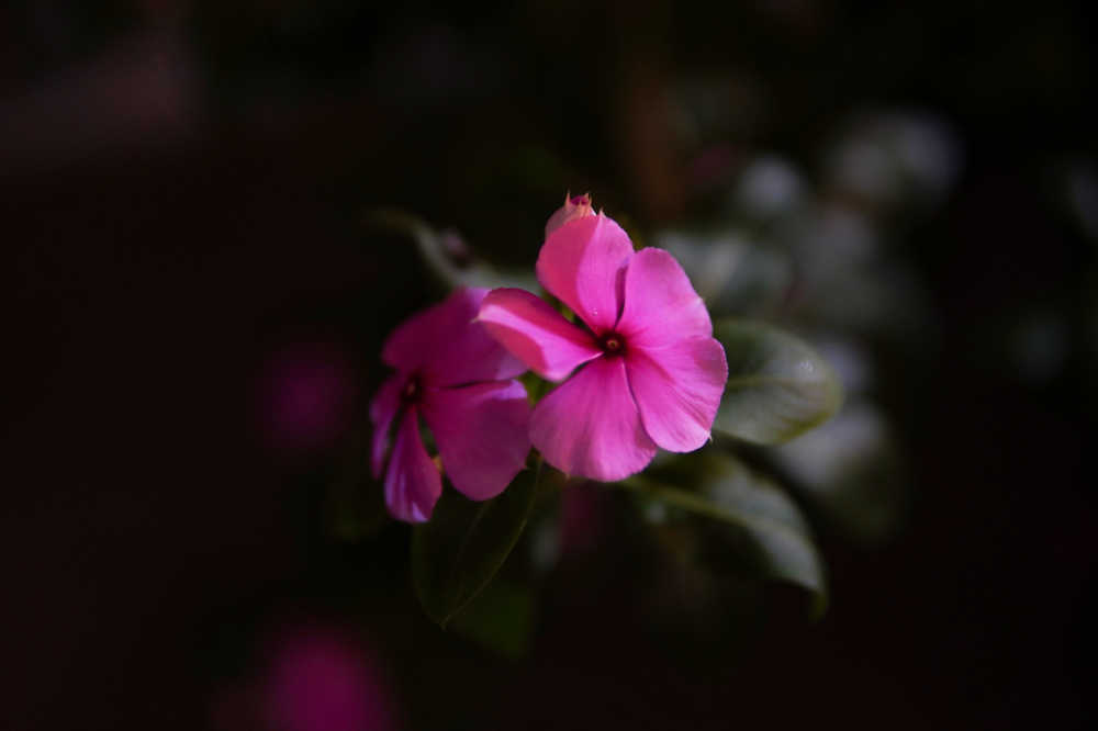 暗角下的花