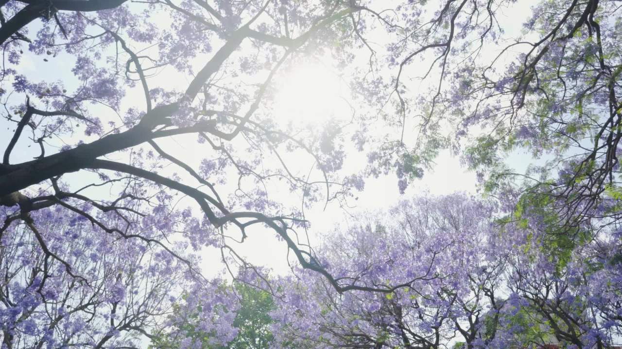 紫花树下的光影