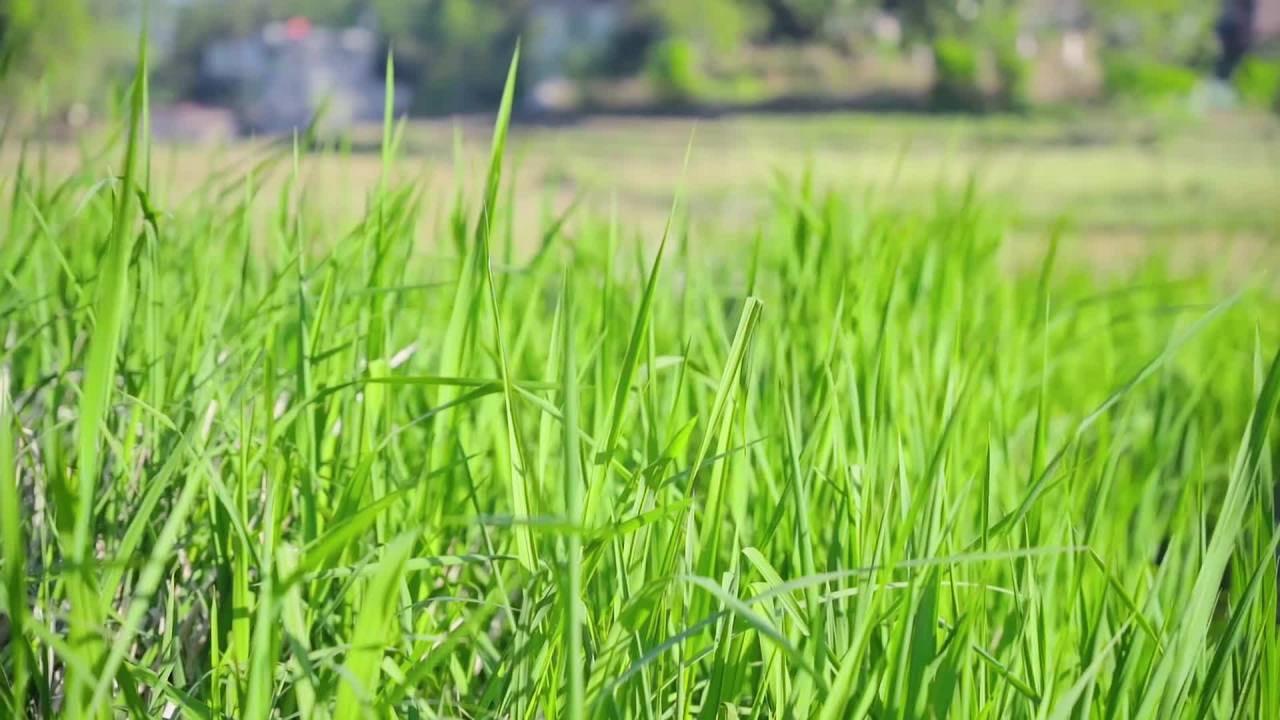 田野绿意盎然