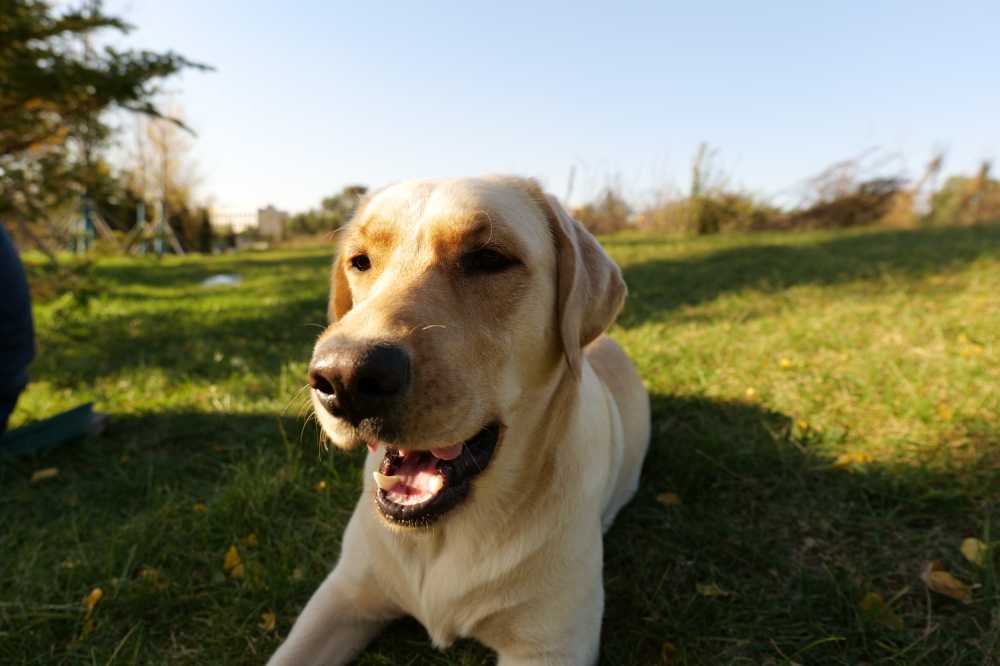 拉布拉多犬