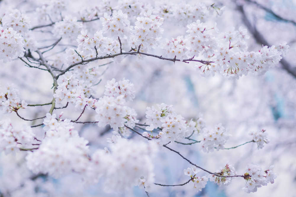 樱花季