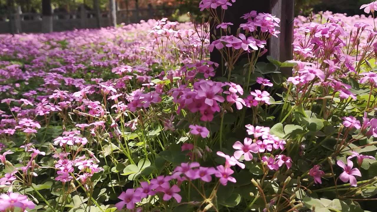 粉色花海