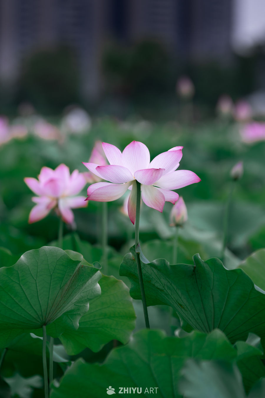 荷花 16