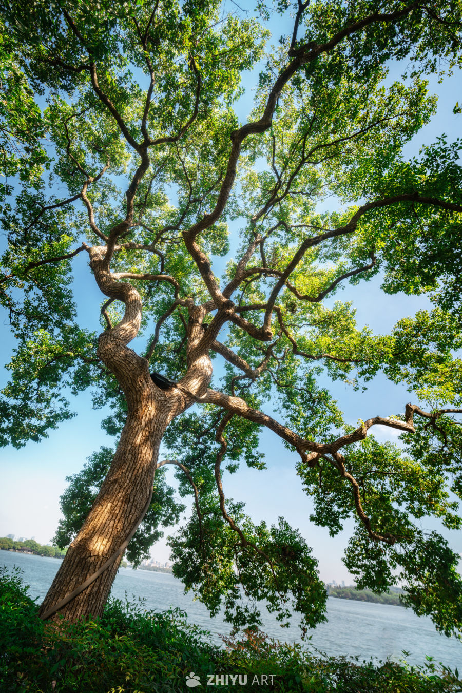 树是另外一种海