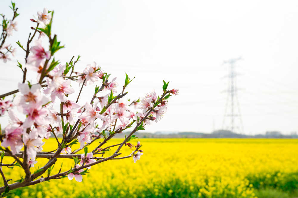 油菜花