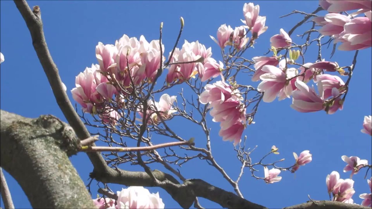 玉兰开花花美丽