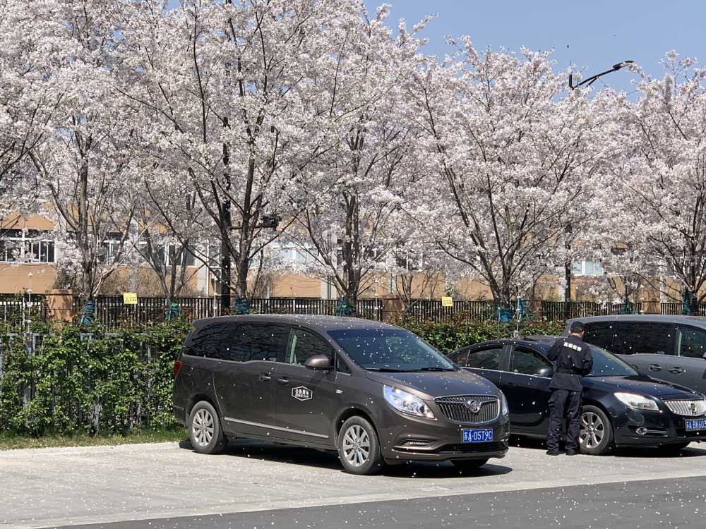 南京的樱花