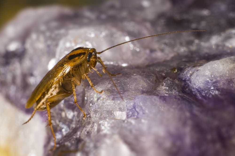 德国小蠊寄生虫虫爱沙尼亚