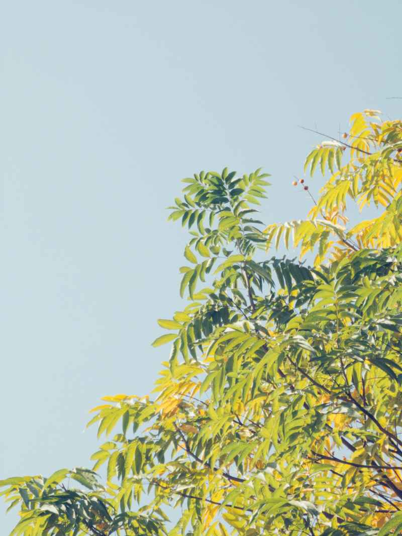 夏日记忆