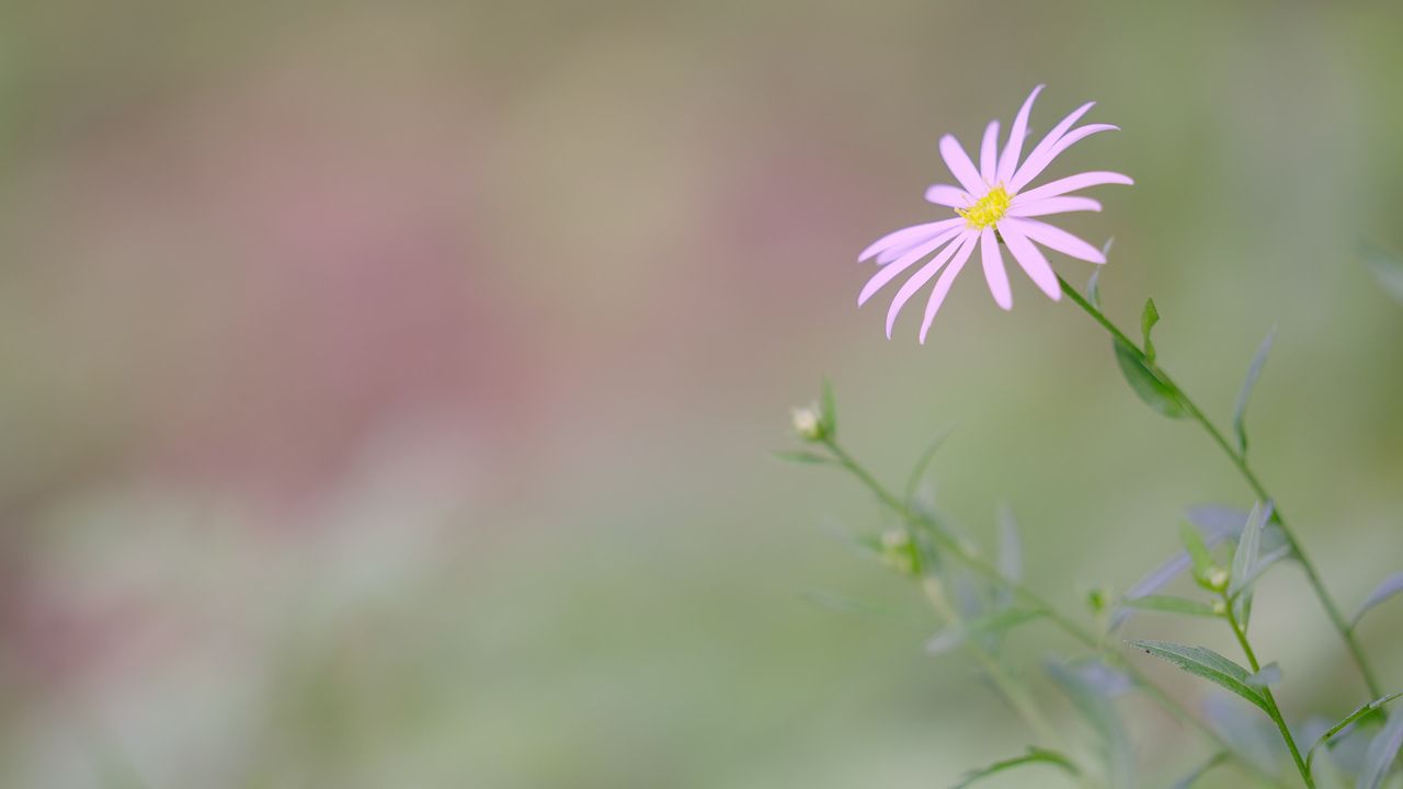 夏日午后花朵特写情绪意境空境
