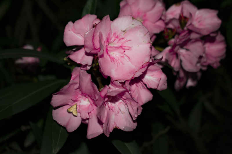 雨后花
