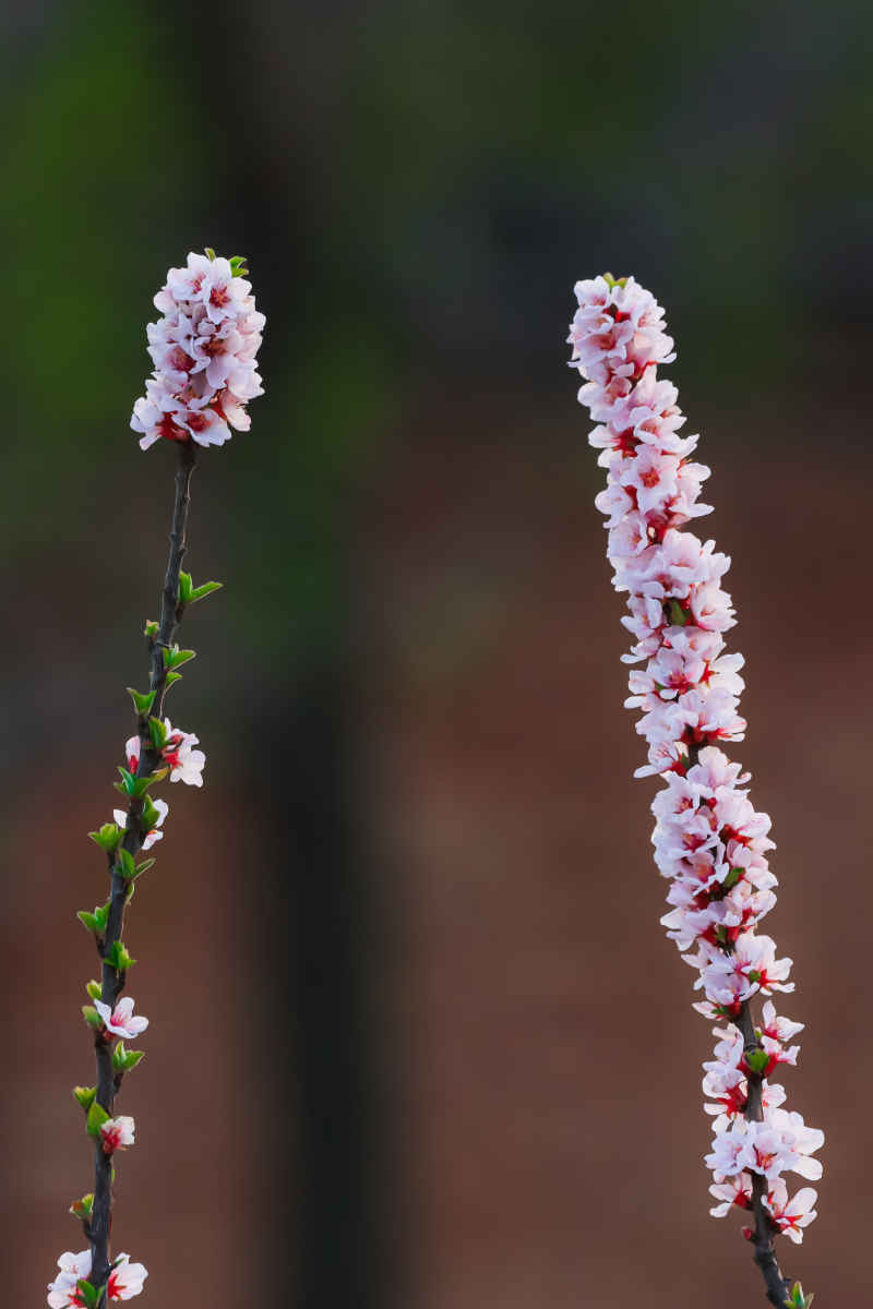 花卉摄影 13