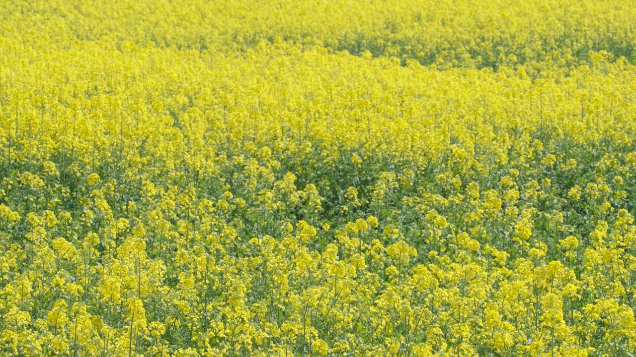 春天农村油菜花海蜜蜂采蜜 34