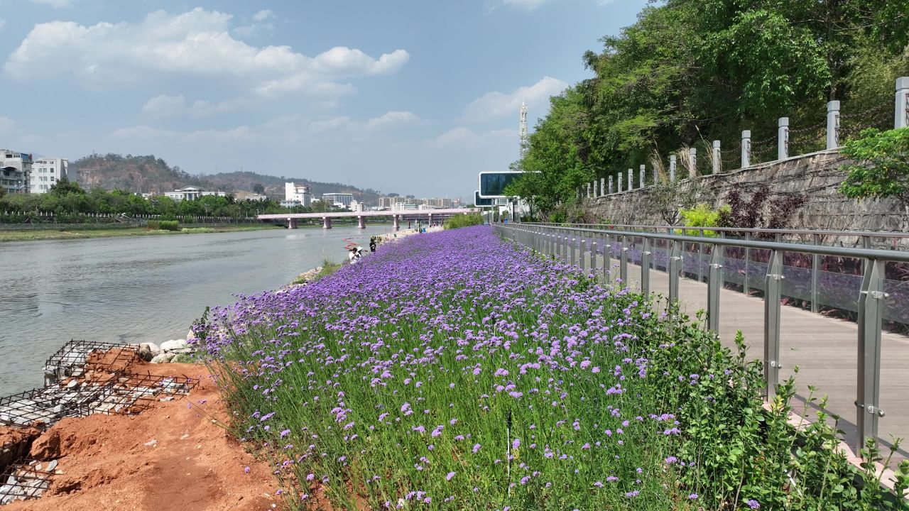 花海航拍 17