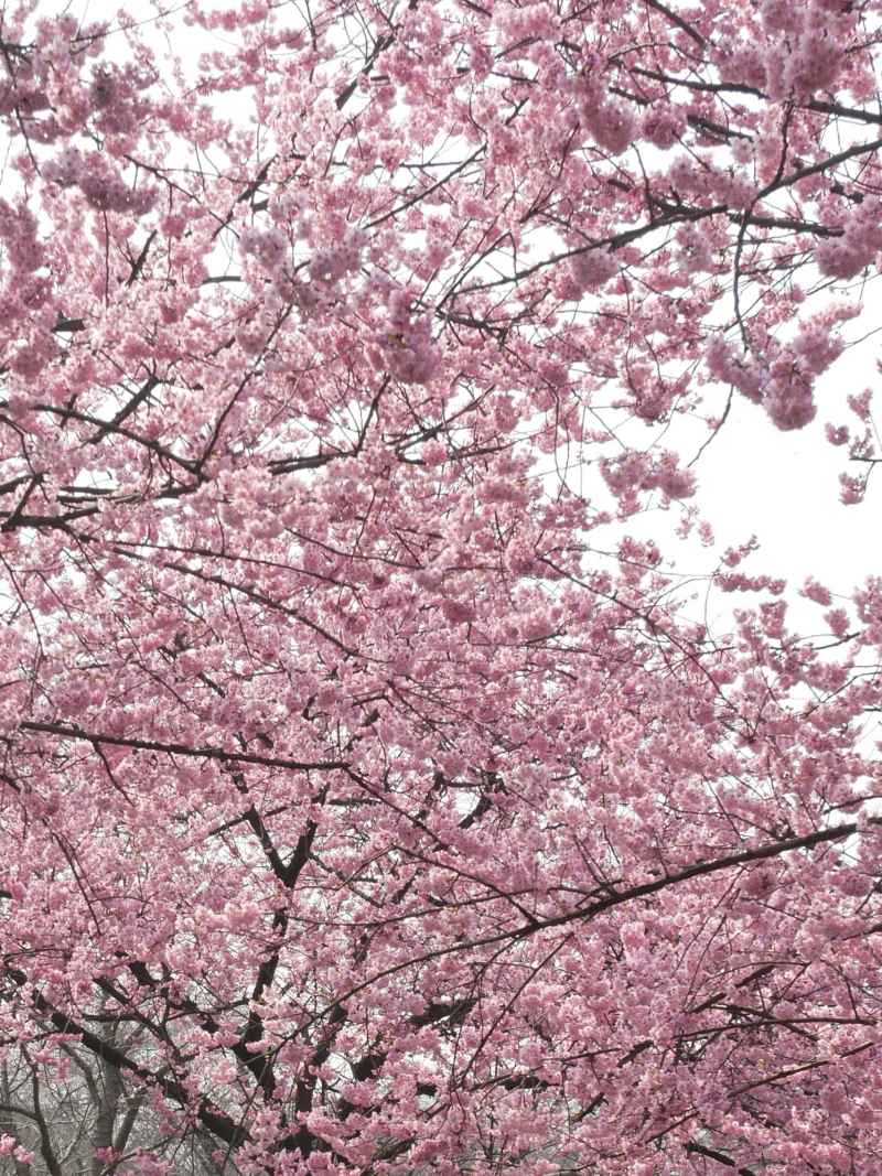 樱花