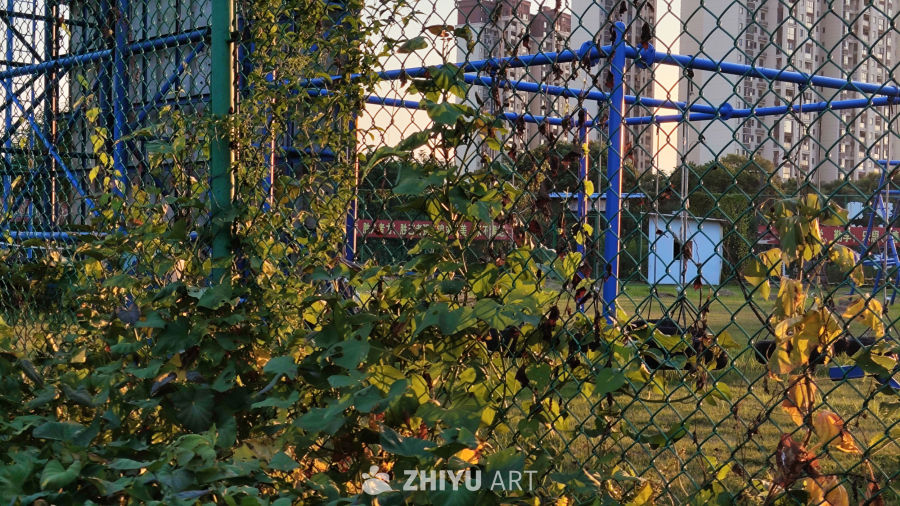 秋日夕阳的金黄