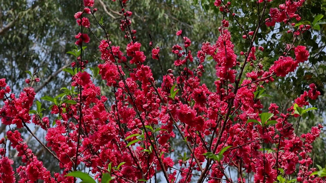 春暖花开桃花盛开 2