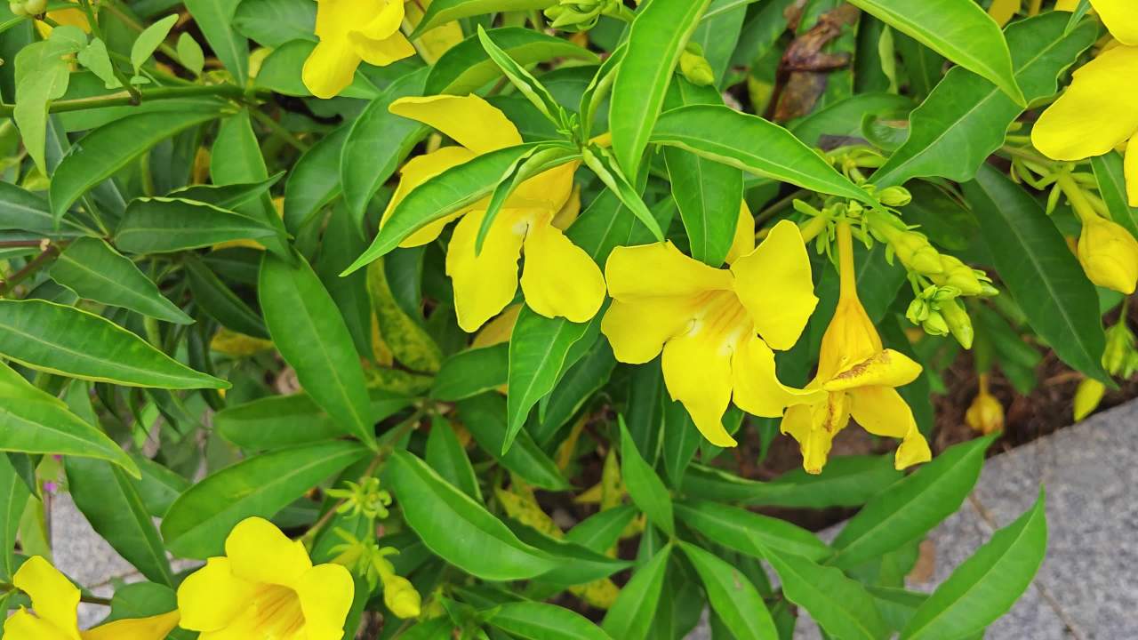 4K黄蝉花绽放