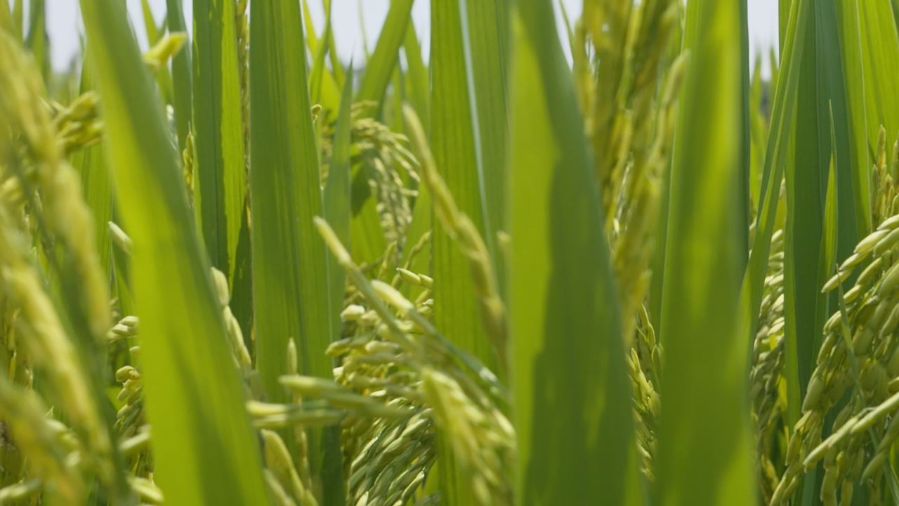 水稻田野粮食庄稼五常大米 13