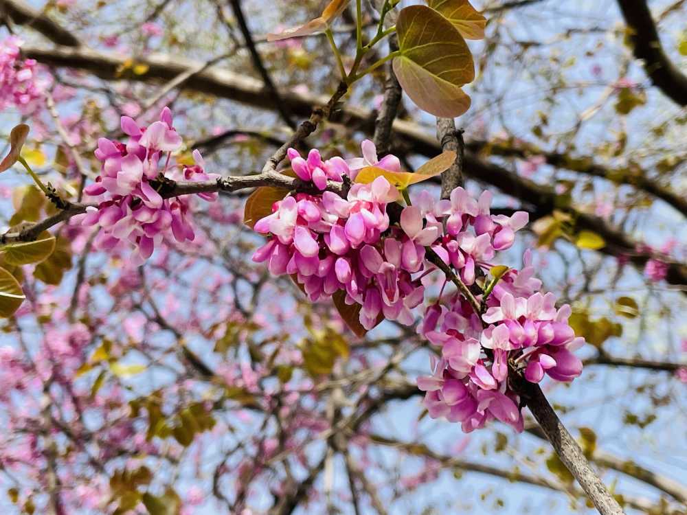 花下