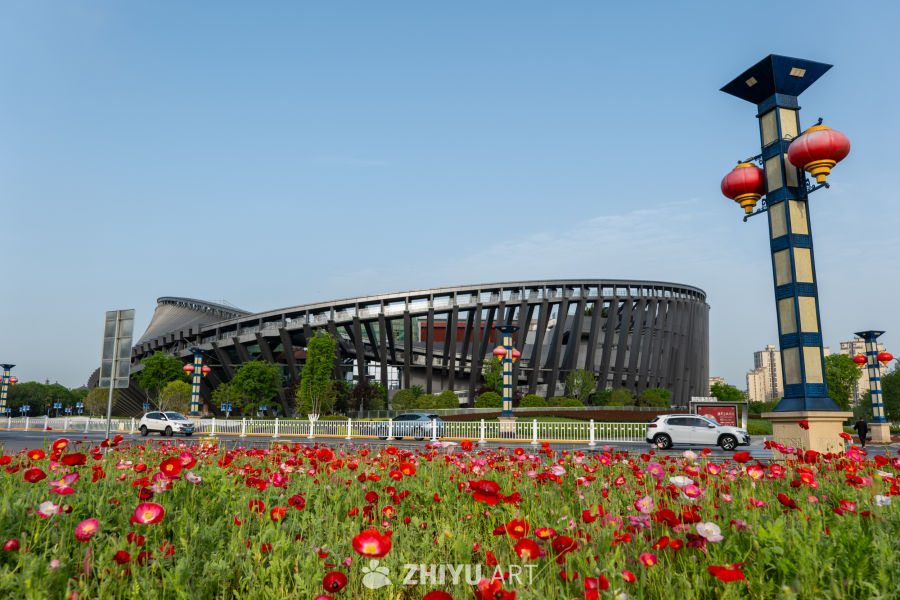 月季花 23