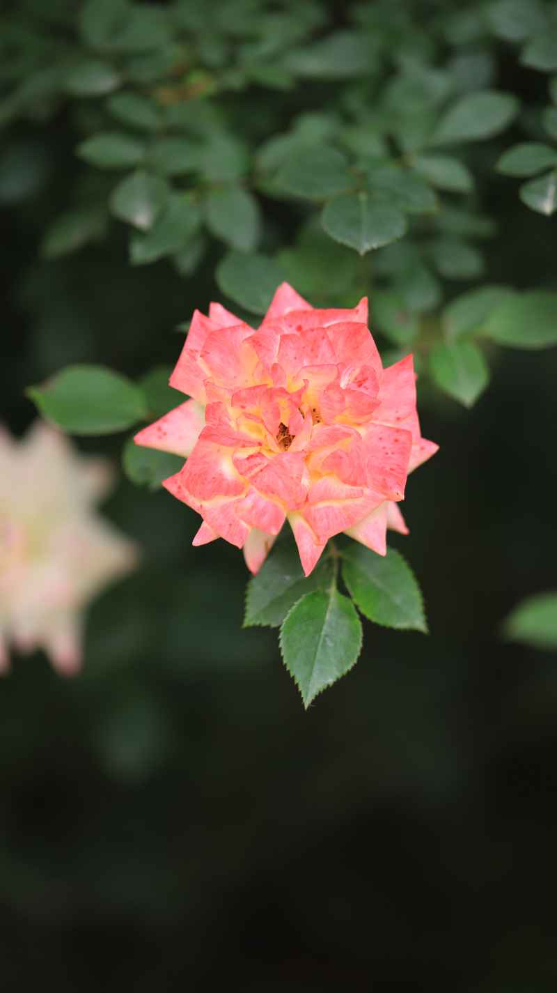 雨后月季