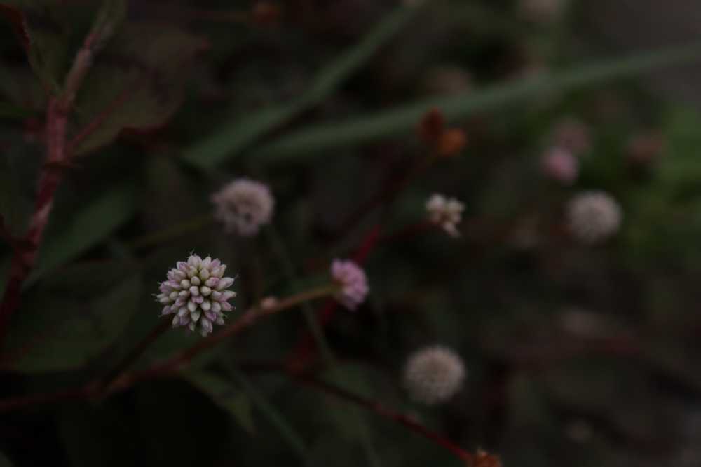 小紫花
