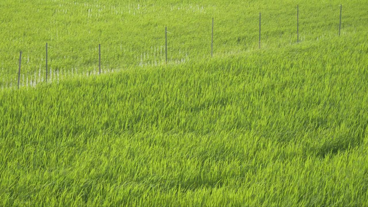 水稻五常大米田野粮食庄稼丰收 41