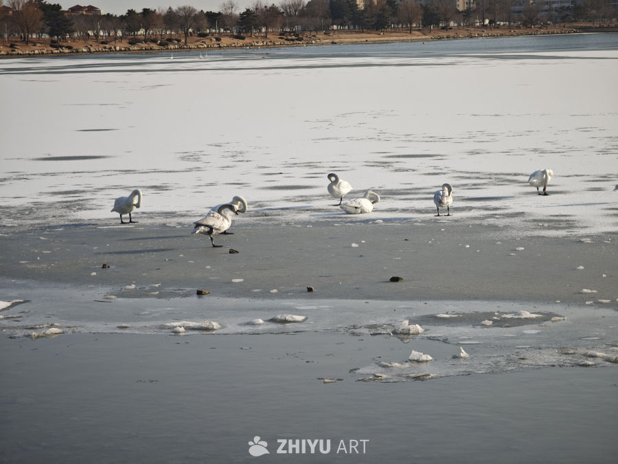 冬日天鹅冰面漫步
