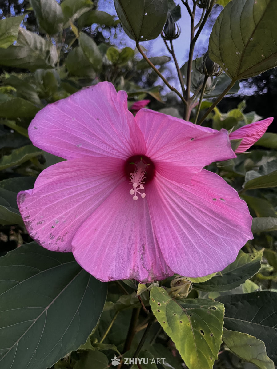 粉红花海中的宁静时光