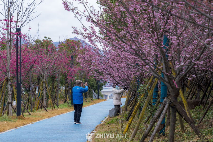 樱花下的漫步