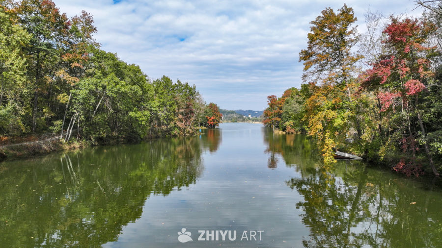 航拍水边枫叶美景  初冬枫叶似火 1