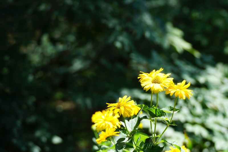 花卉