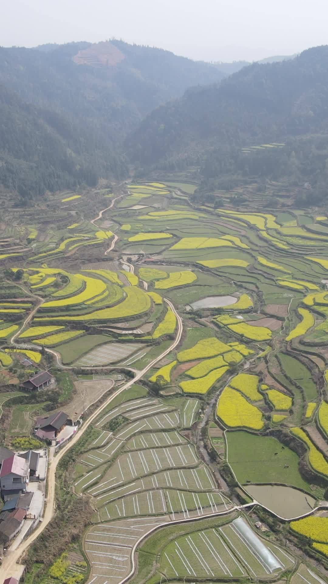 梯田画卷：宁静的乡村风光