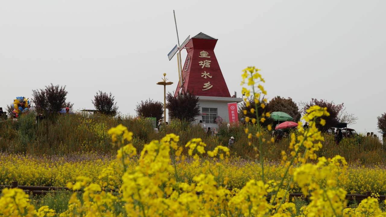 金色花海 7