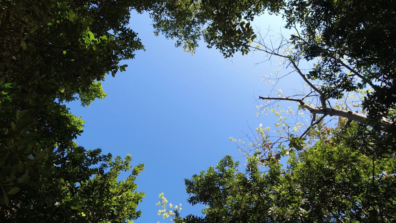 蓝天与树木，无云