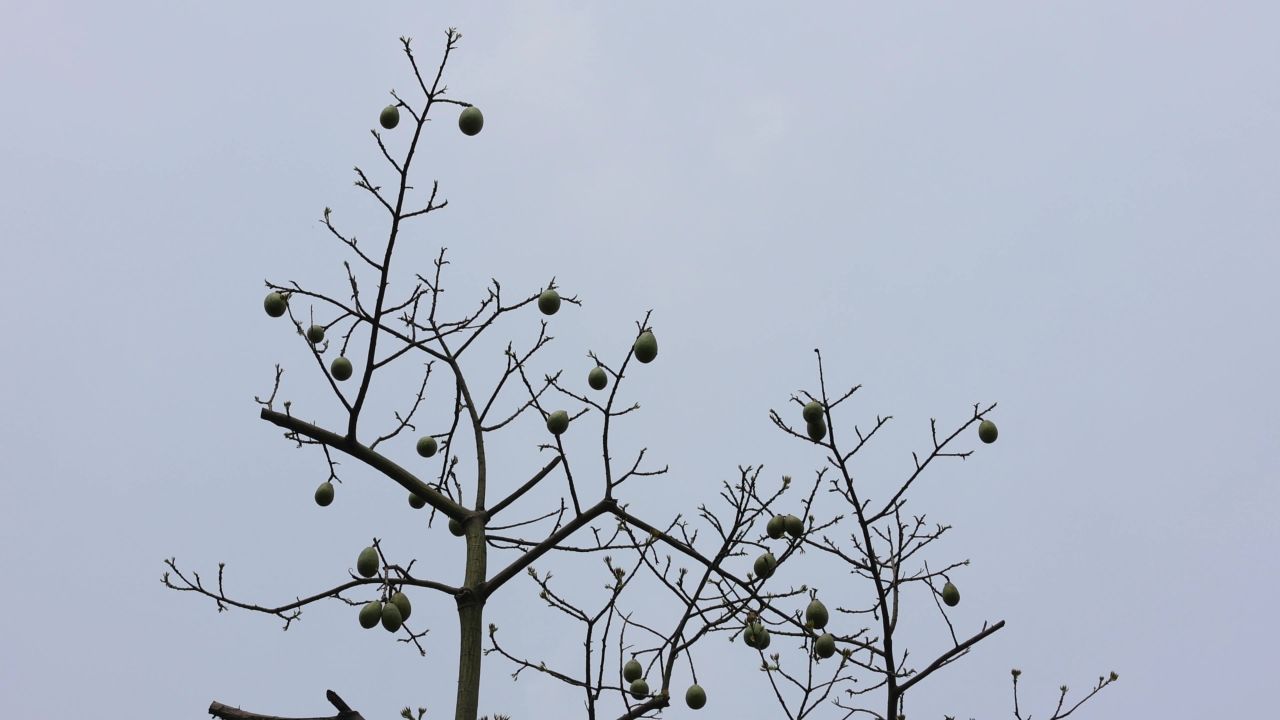 4K美丽异木棉树梢果实
