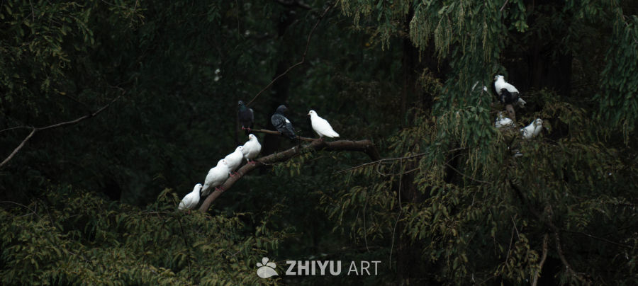 林间鸽群栖息图