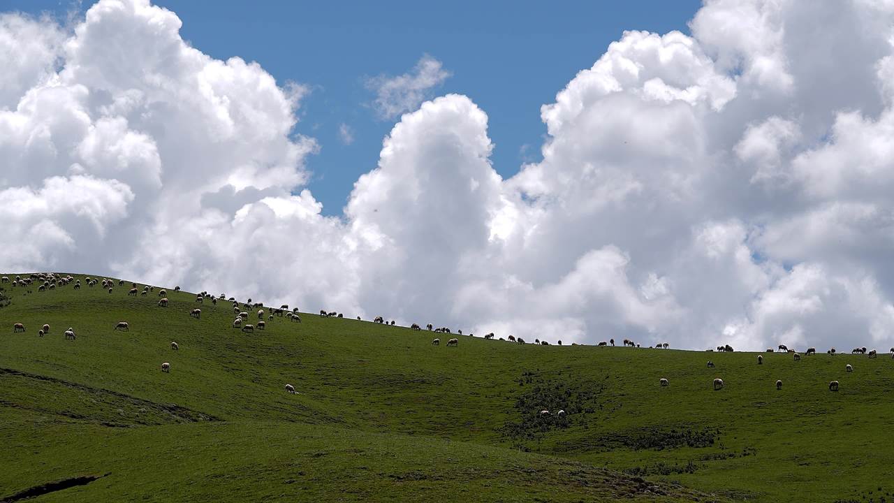 牛羊群在绿色草原悠然放牧
