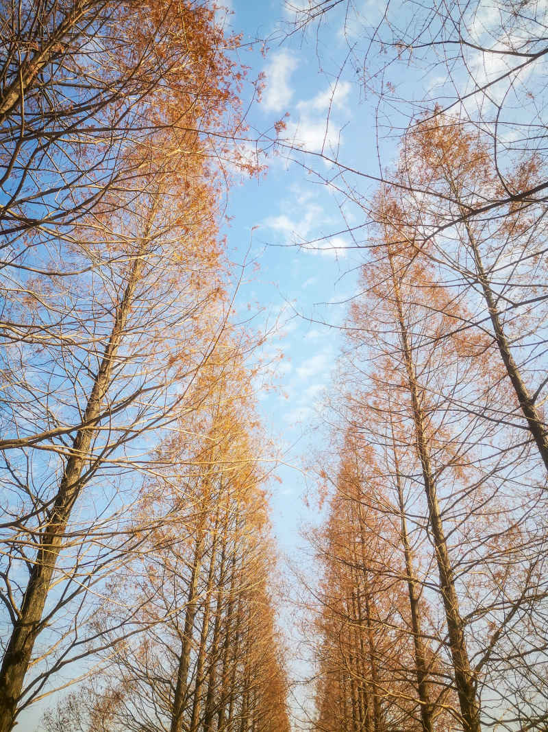 秋天植物红木杉摄影图 