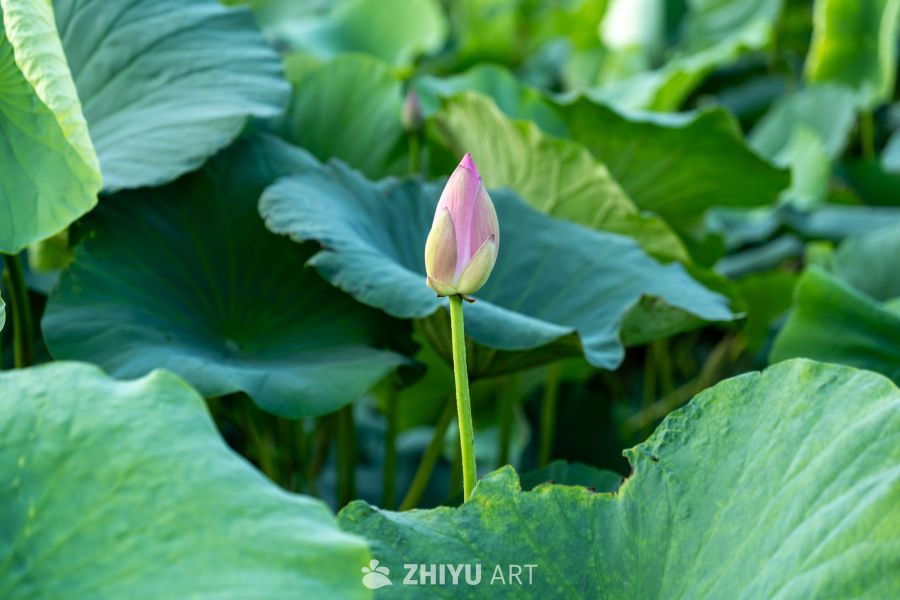 荷花 1