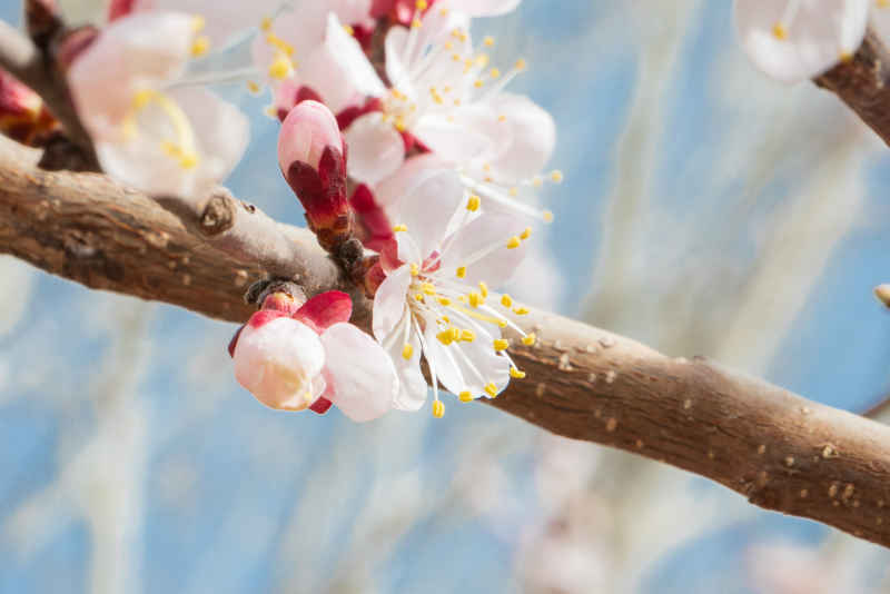 桃花