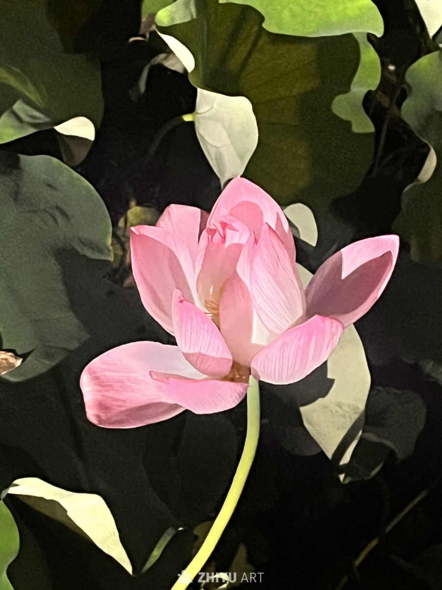 静谧的粉莲花