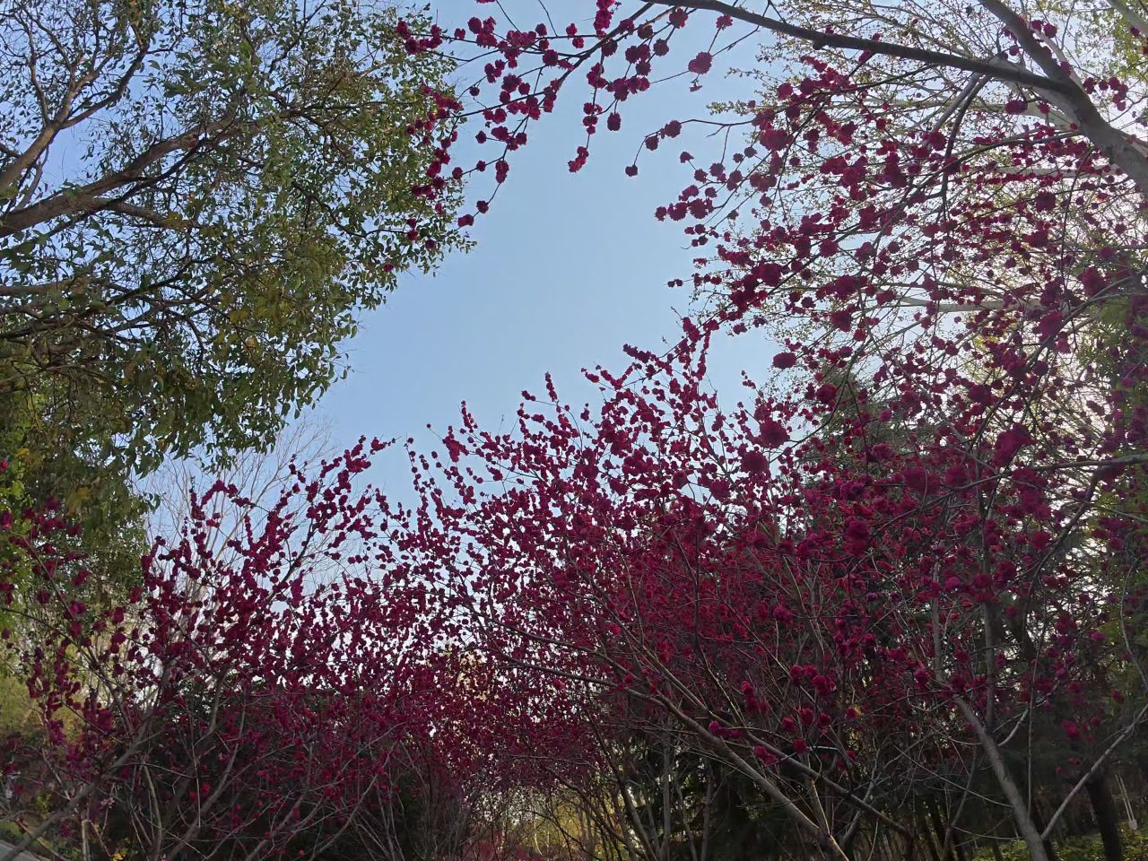 樱花盛开的公园漫步